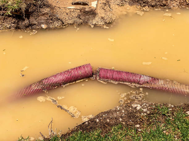 Best Mold removal after water damage  in Jerseyvle, IL